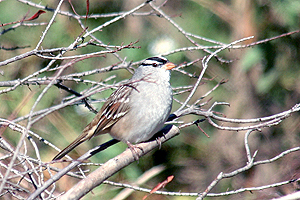 White-crowned Sparrow